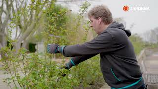 Expert tip  rozen snoeien en planten [upl. by Hakan]