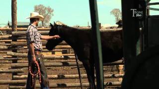 Training Horses the Cowboy way [upl. by Alilad188]