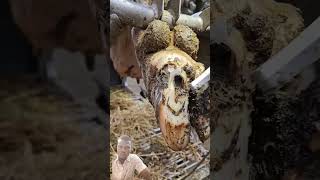 satisfying calving hoof oddlysatisfying art animalhusbandry nature horse beats music [upl. by Oneg]