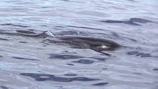 Pilot Whales  Tenerife [upl. by Reyam793]