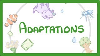 GCSE Biology  Adaptations 79 [upl. by Aneeg]