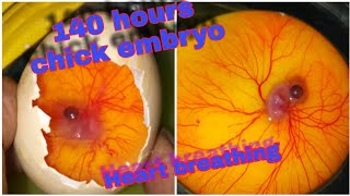 140 hour chick embryo 💓 heart breathing experiment [upl. by Chappy]