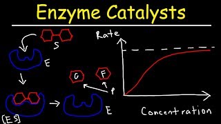 Enzymes  Catalysts [upl. by Yvel561]