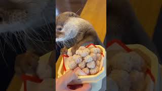 Girl adopts otter that got separated from mom animals animalrescue rescue animalsoftiktok fyp [upl. by Ahsiemak]