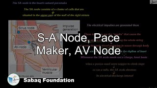 SA Node Pace Maker AV Node Biology Lecture  Sabaqpk [upl. by Tait]