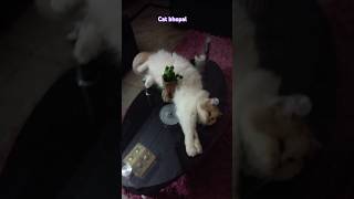 Persian Cat White love youtubeshorts viral shors mukund sable [upl. by Capello]