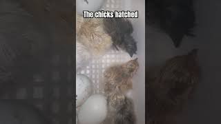 all 5 chicks hatched cute hatching chicks animalshort birds short babys [upl. by Ehtylb]