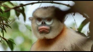 Tonkin SnubNosed Monkey—Only 250 Remain [upl. by Aerdno]