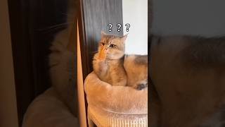 so funny cat 😹😼 catcute viral ytshorts best funny shorts [upl. by Yelsel]