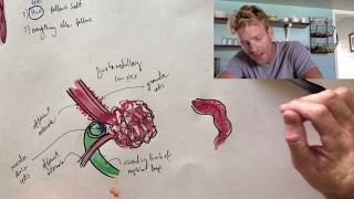 The details of how the nephron works [upl. by Wilson]