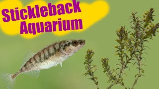 I stumbled upon sticklebacks and put them in a tank [upl. by Gray]