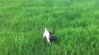 Parson russell terrier hunting training – bringing pheasant 2 [upl. by Rock181]