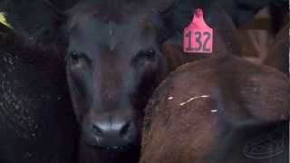 quotAngelquot ASPCA Commercial  Cow Style [upl. by Christenson]