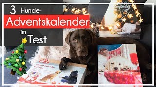 ♡ Adventskalender für Hunde ♡ der TEST ♡ KaroLovesMilka [upl. by Demmer18]