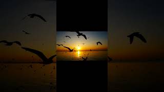 sea ocean seagulls birds sunset [upl. by Nolyd]