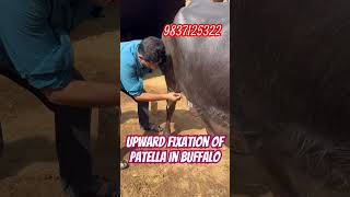 Upward fixation of patella in buffalo l dr Umar khan [upl. by Timothy]