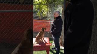 How to Teach a Dog its name dogtraining dog cesarmillan [upl. by Marvella504]