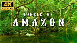 4K Amazon Rainforest Wildlife  Discover the Creatures That Inhabit the Jungle [upl. by Uball]