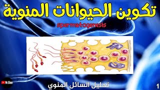 تكوين الحيوانات المنوية Spermatogenesis 💪 [upl. by Eillim]