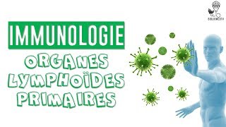 Immunologie  les Organes Lymphoïdes Primaires [upl. by Eelirak5]