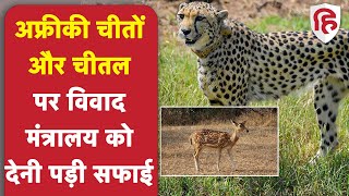 Cheetah Controversy चीतों के शिकार वाले Chital पर विवाद मंत्रालय ने दी सफाई  Haryana  Rajasthan [upl. by Nannah952]