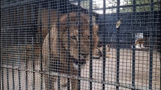 الأسد و عائلة الأسود في حديقة الحيونات  الجزائر Lion and family of lions in the zoo  Algeria  4K [upl. by Poll]