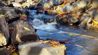 Gentle Babbling Brook  Peaceful Autumn Water Stream Sounds [upl. by Dick]