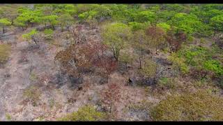 Luando Reserve Palanca Negra Herd  Video 1 of 2 [upl. by Atelra]