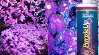 Coralline Algae In Reef Tanks [upl. by Pontone785]