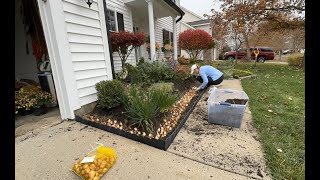 Planting Tulip bulbs saving Caladium bulbs and potting up propagations🌷 [upl. by Akimas338]