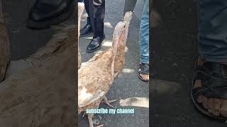 Animal market in Sulaimaniya subscribemychannel [upl. by Neyugn]