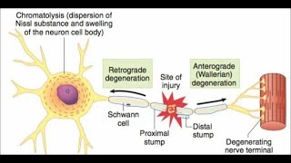 Nerve degeneration amp regeneration [upl. by Lubeck]