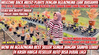 MIESO PLANTS HADIR KEMBALI DENGAN AGLONEMA LUAR BIASA NYA‼️AUTO BIKIN MELONGO LIHAT STOK NYA‼️ [upl. by Langston325]