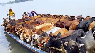 cow unloading cow videos cow video animal big cow goru hamba cow Ep118 [upl. by Nosniv]