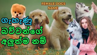 female dog name sinhala  dog names for female  dog female name  dog girl names  dog name female [upl. by Kelton34]