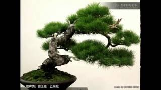 Juniper Bonsai Exhibition [upl. by Hancock]