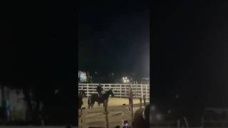 Jaripeo extremo caballo cerrero en T blanca ver mrnovatotv6026 [upl. by Tranquada453]