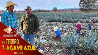 PRODUCCIÓN DE AGAVE PARA TEQUILA una actividad de muchos años [upl. by Isidoro729]