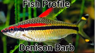 Denison Barb Profile Important Information before you buy these fish Everything you need to know [upl. by Holly]