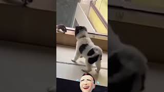 🤣🤣funny 🐀dogbrakingratfunnycatloverratshotsviralvideofunnyratlikeandsubscribe [upl. by Auqeenahs]