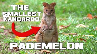 The Smallest Kangaroo  Pademelon  Animal a Day [upl. by Notluf]