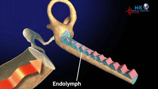 Basilar Membrane Response To Sound [upl. by Lovato]