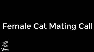 Female Cat Mating Call [upl. by Elvah599]