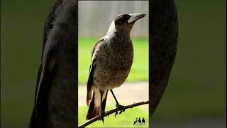 Happy Juvenile Australian Magpies Singing Their Hearts Out [upl. by Beret953]