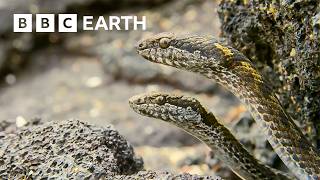 Greatest Fights in the Animal Kingdom Part 3  BBC Earth [upl. by Kcirreg]