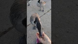 Hendersonville TN Canadian Geese [upl. by Asilanna93]