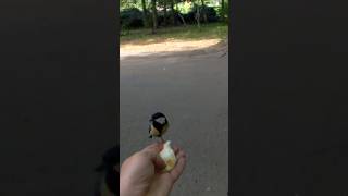 Sticleți birds bird nature romania [upl. by Darom478]