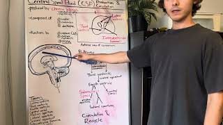 Cerebrospinal fluid  production and circulation [upl. by Inajar]