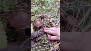 Kozák březový  Leccinum scabrum houbaření houby mushroomhunting hubarcenie [upl. by Ariaek545]