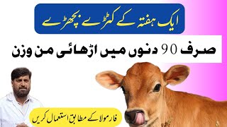 Fattening ونڈا For کٹڑے اور بچھڑے  Katta Bachra Farming  90 Days Farming 105 kg weight [upl. by Selig]